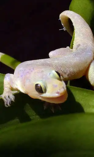 Play House Lizard Wallpaer