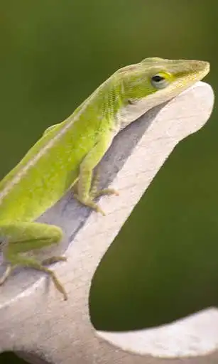 Play House Lizard Wallpaer