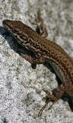 Play House Lizard Wallpaer