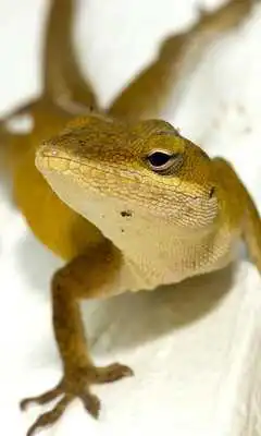 Play House Lizard Wallpaer