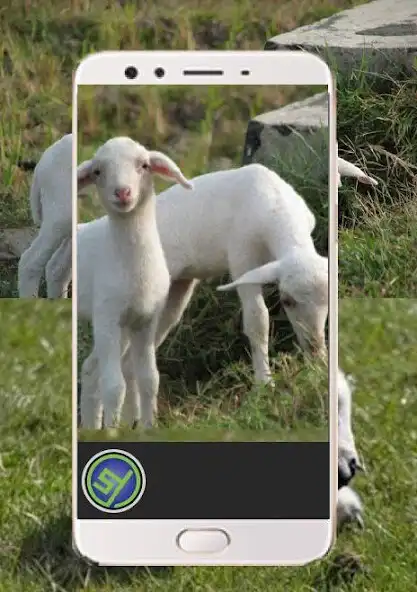 Play How to breed a successful sheep  and enjoy How to breed a successful sheep with UptoPlay