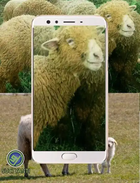 Play How to breed a successful sheep as an online game How to breed a successful sheep with UptoPlay