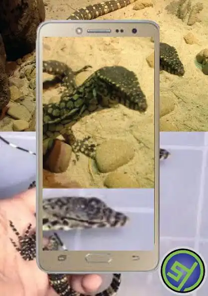 Play How to breed monitor lizards  and enjoy How to breed monitor lizards with UptoPlay