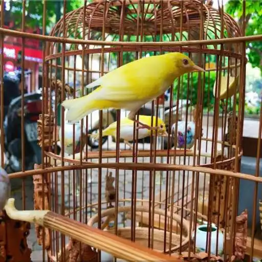 Play How To Build An Aviary - Bird Cage Model APK Play How To Build An Aviary - Bird Cage Model APK