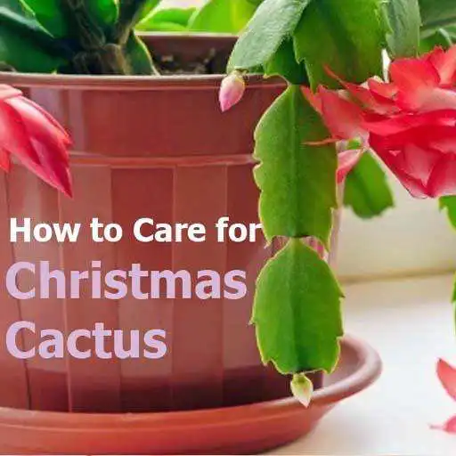 Play How to Care for a Christmas Cactus APK