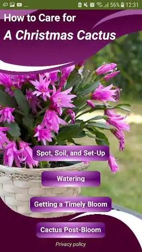Play How to Care for a Christmas Cactus  and enjoy How to Care for a Christmas Cactus with UptoPlay