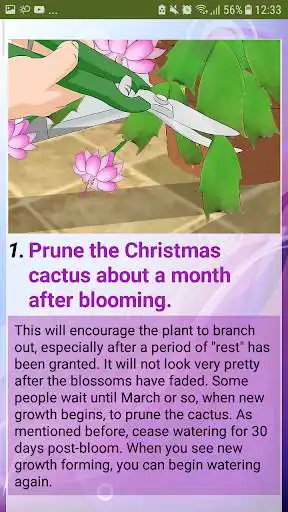 Play How to Care for a Christmas Cactus as an online game How to Care for a Christmas Cactus with UptoPlay