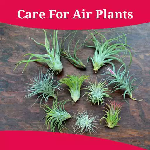 Free play online How To Care For Air Plants APK Free play online How To Care For Air Plants APK