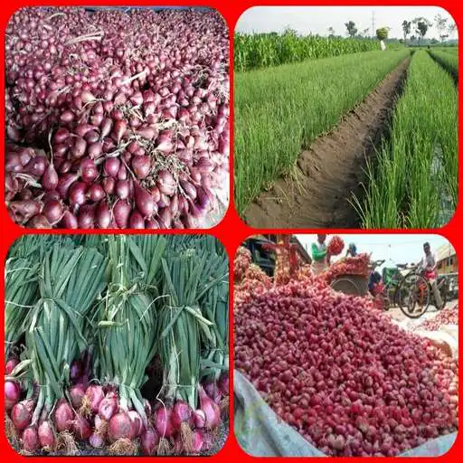 Play how to cultivate onion potatoes and wheat APK