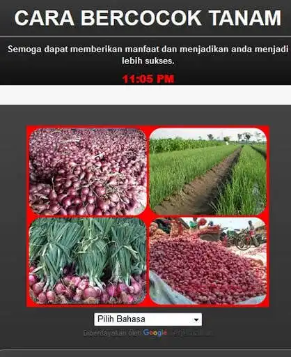 Play how to cultivate onion potatoes and wheat  and enjoy how to cultivate onion potatoes and wheat with UptoPlay