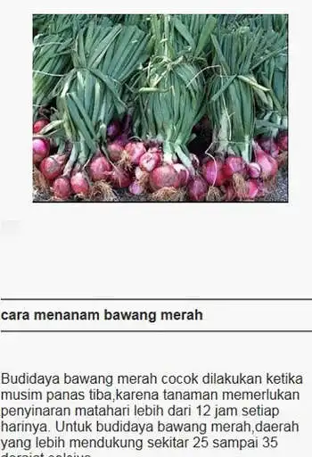 Play how to cultivate onion potatoes and wheat as an online game how to cultivate onion potatoes and wheat with UptoPlay