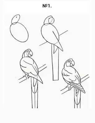 Play How to draw a parrot