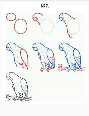 Play How to draw a parrot