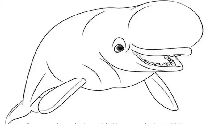 Play How To Draw Finding Dory Play How To Draw Finding Dory