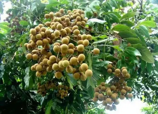 Play How To Grow Fruit In The Yard and enjoy How To Grow Fruit In The Yard with UptoPlay Play How To Grow Fruit In The Yard and enjoy How To Grow Fruit In The Yard with UptoPlay