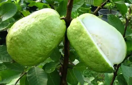 Play How To Grow Fruit In The Yard as an online game online How To Grow Fruit In The Yard with UptoPlay Play How To Grow Fruit In The Yard as an online game How To Grow Fruit In The Yard with UptoPlay