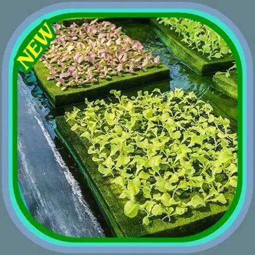 Play how to grow vegetables by hydroponics APK Play how to grow vegetables by hydroponics APK