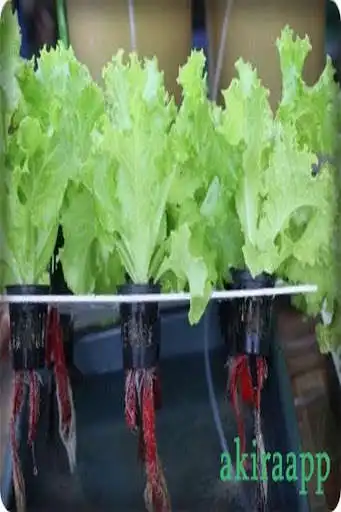 Play how to grow vegetables by hydroponics  and enjoy how to grow vegetables by hydroponics with UptoPlay