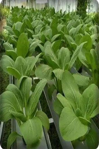 Play how to grow vegetables by hydroponics as an online game how to grow vegetables by hydroponics with UptoPlay