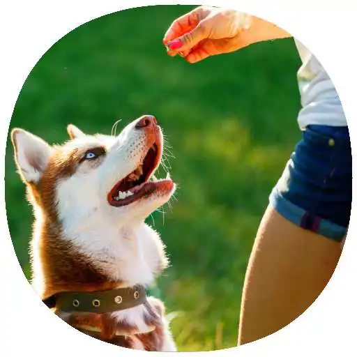 Play How to Learn Breeds of Dogs Guide APK
