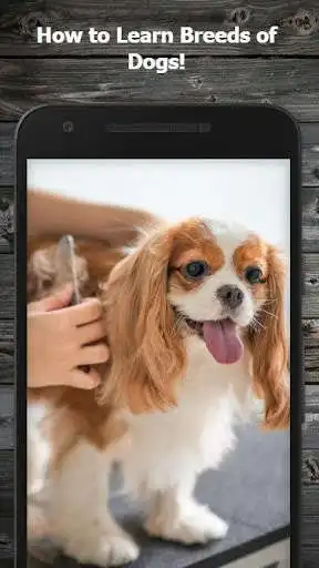 Play How to Learn Breeds of Dogs Guide  and enjoy How to Learn Breeds of Dogs Guide with UptoPlay