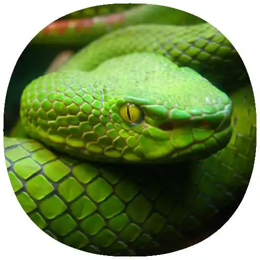 Play How to Own a Pet Snake Guide APK