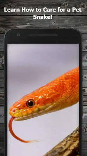 Play How to Own a Pet Snake Guide  and enjoy How to Own a Pet Snake Guide with UptoPlay