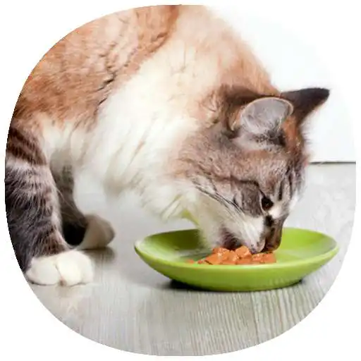 Play How to Take Care of a Cat Guide APK Play How to Take Care of a Cat Guide APK