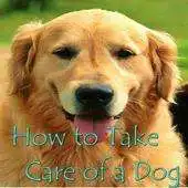 Free play online How to Take Care of a Dog APK