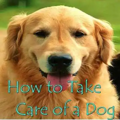 Play How to Take Care of a Dog
