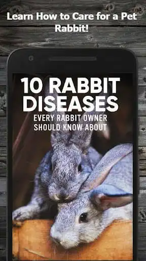 Play How to Take Care of a Pet Rabbit (Guide)  and enjoy How to Take Care of a Pet Rabbit (Guide) with UptoPlay