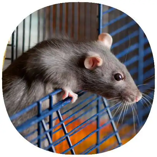 Play How to Take Care of a Pet Rat (Guide) APK Play How to Take Care of a Pet Rat (Guide) APK