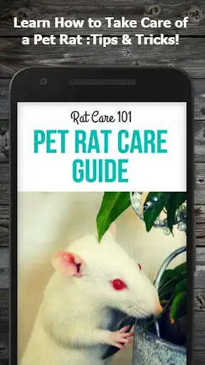 Play How to Take Care of a Pet Rat (Guide)  and enjoy How to Take Care of a Pet Rat (Guide) with UptoPlay
