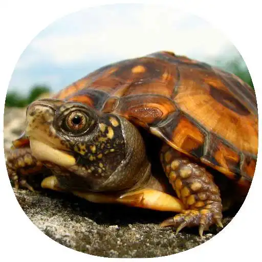 Play How to Take Care of a Pet Turtle (Guide) APK Play How to Take Care of a Pet Turtle (Guide) APK
