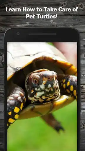 Play How to Take Care of a Pet Turtle (Guide)  and enjoy How to Take Care of a Pet Turtle (Guide) with UptoPlay