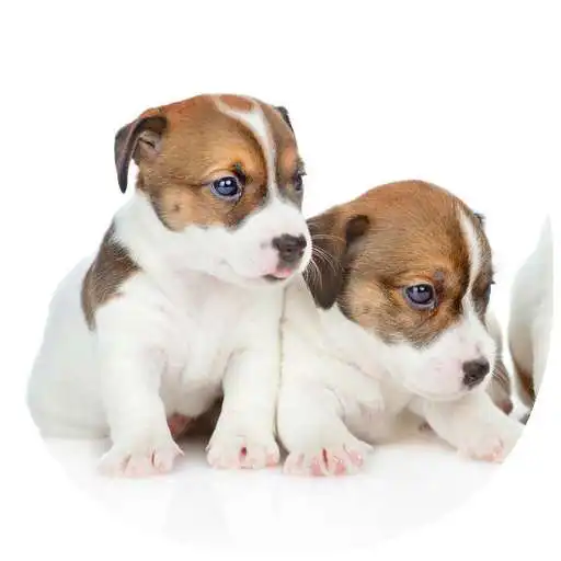 Play How to Take Care of a Puppy (Guide) APK Play How to Take Care of a Puppy (Guide) APK