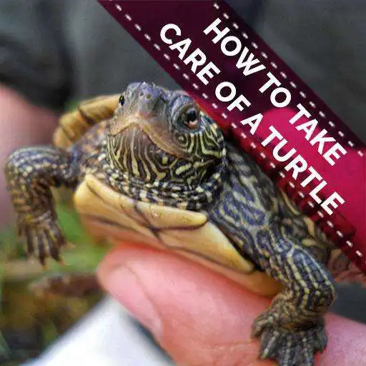 Play How To Take Care Of A Turtle - A Great Pet APK Play How To Take Care Of A Turtle - A Great Pet APK