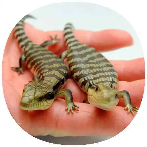 Play How to Take Care of Reptiles & Amphibians (Guide) APK Play How to Take Care of Reptiles & Amphibians (Guide) APK