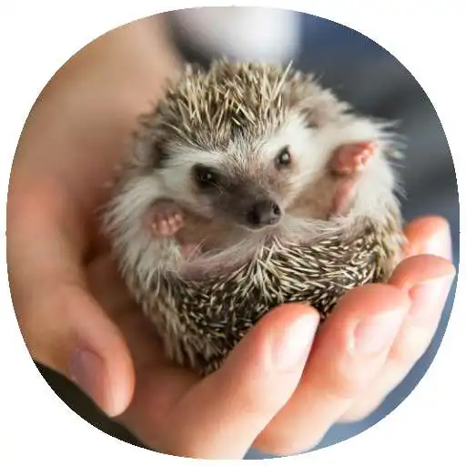 Play How to Take Care of Small & Exotic Pets (Guide) APK Play How to Take Care of Small & Exotic Pets (Guide) APK