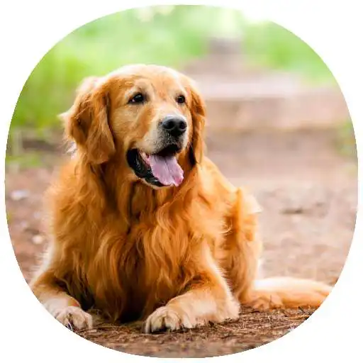 Play How to Train Your Dog (Guide) APK Play How to Train Your Dog (Guide) APK