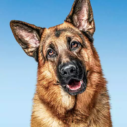 Play Hudson & Rex: Rex at Home APK