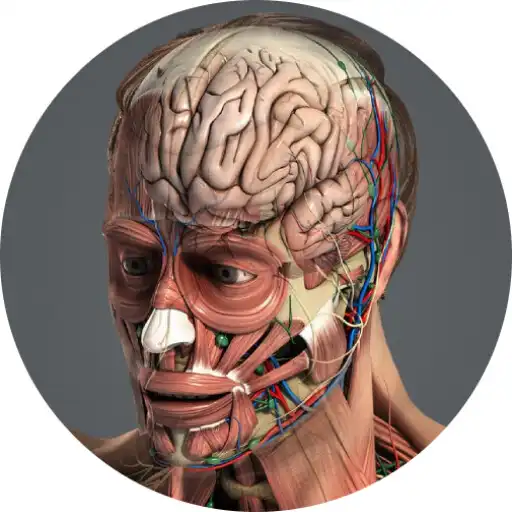 Play Human 3D Anatomy APK