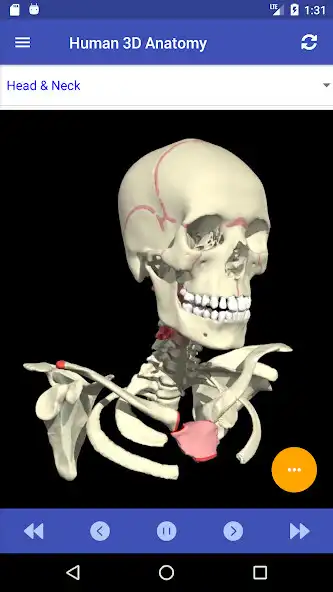 Play Human 3D Anatomy as an online game Human 3D Anatomy with UptoPlay