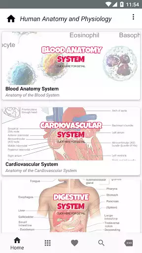 Play Human Anatomy and Physiology  and enjoy Human Anatomy and Physiology with UptoPlay