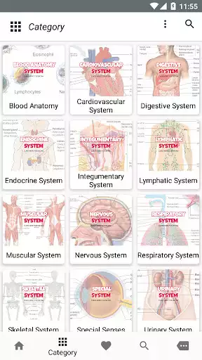 Play Human Anatomy and Physiology as an online game Human Anatomy and Physiology with UptoPlay