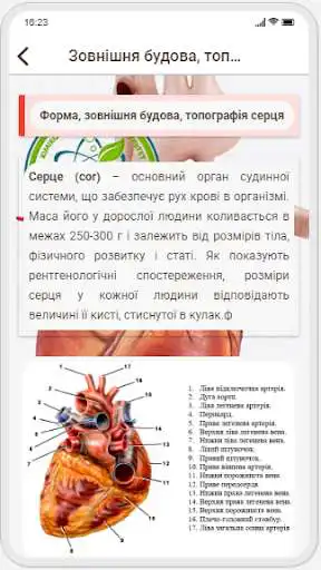 Play Human Anatomy. Angiology as an online game Human Anatomy. Angiology with UptoPlay
