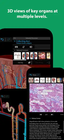 Play Human Anatomy Atlas 2023＋ as an online game Human Anatomy Atlas 2023＋ with UptoPlay