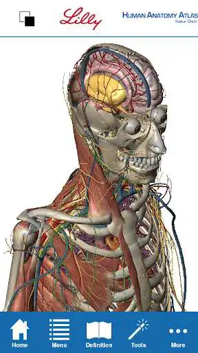 Play Human Anatomy Atlas for Lilly