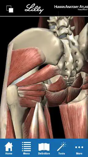 Play Human Anatomy Atlas for Lilly