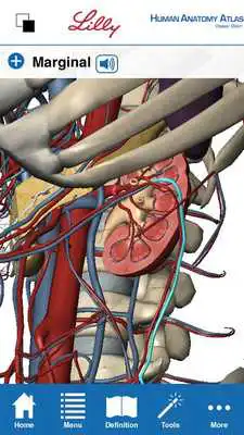 Play Human Anatomy Atlas for Lilly